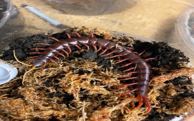 Scolopendra sp. Sumatra Purple / Kelabang/ Lipan/ Centipede